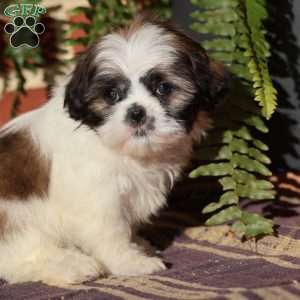 Jewel, Shih Tzu Puppy
